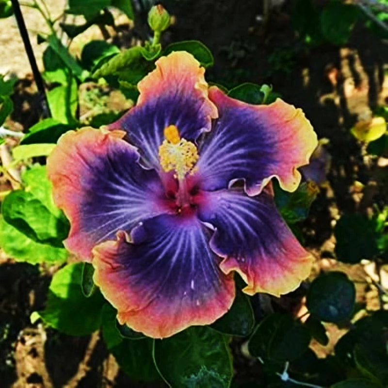 Purple and pink hibiscus mallow flower with yellow center and green leaves