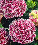 20 SEEDS for Fuchsia Pink HYDRANGEA RARE flower exotic bush plant USA Seller Hydrangea