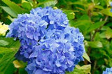 1 Nikko Blue Hydrangea Bush  1 yr old  Tall Bare Root Hydrangea macrophylla Hydrangea