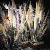Dried flowers - Box of 10 natural white beige pampas grass stems 2ft. - 4ft. Pampas Grass