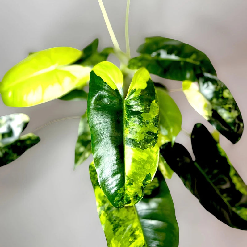 Philodendron Burlemarx Variegated Ornamental Plant Green Plant