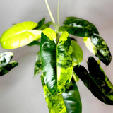 Philodendron Burlemarx Variegated Ornamental Plant Green Plant