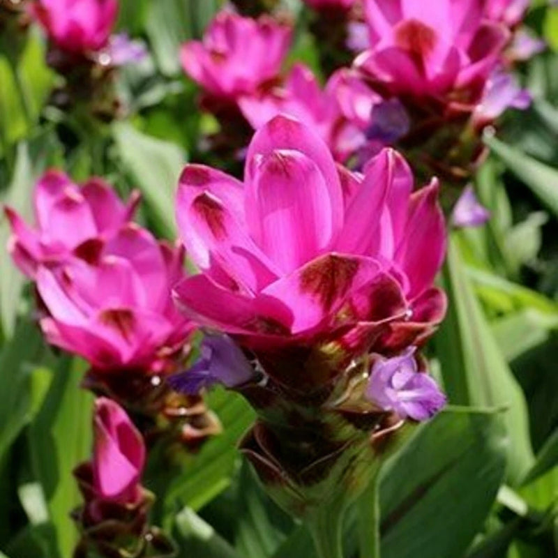 Curcuma flower plant with pink-red blooms and green foliage