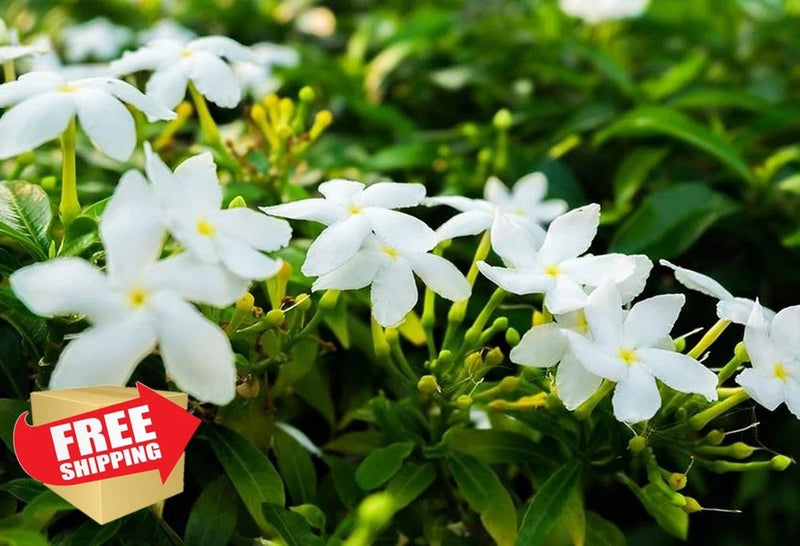 Climbing Jasmine Flower Seeds Fragrant Plant, Evergreen Silver Jasmine Garden Garden Plants