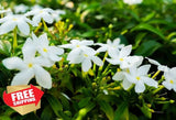 Climbing Jasmine Flower Seeds Fragrant Plant, Evergreen Silver Jasmine Garden Garden Plants