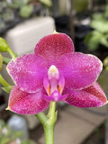 Original Phal Phalaenopsis Mituo Sunrise x Mituo 24 Solar Terms-FRAGRANT Orchids