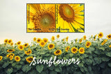 Gambia 2017 - Sunflowers - Souvenir Stamp Sheet - MNH Sunflower