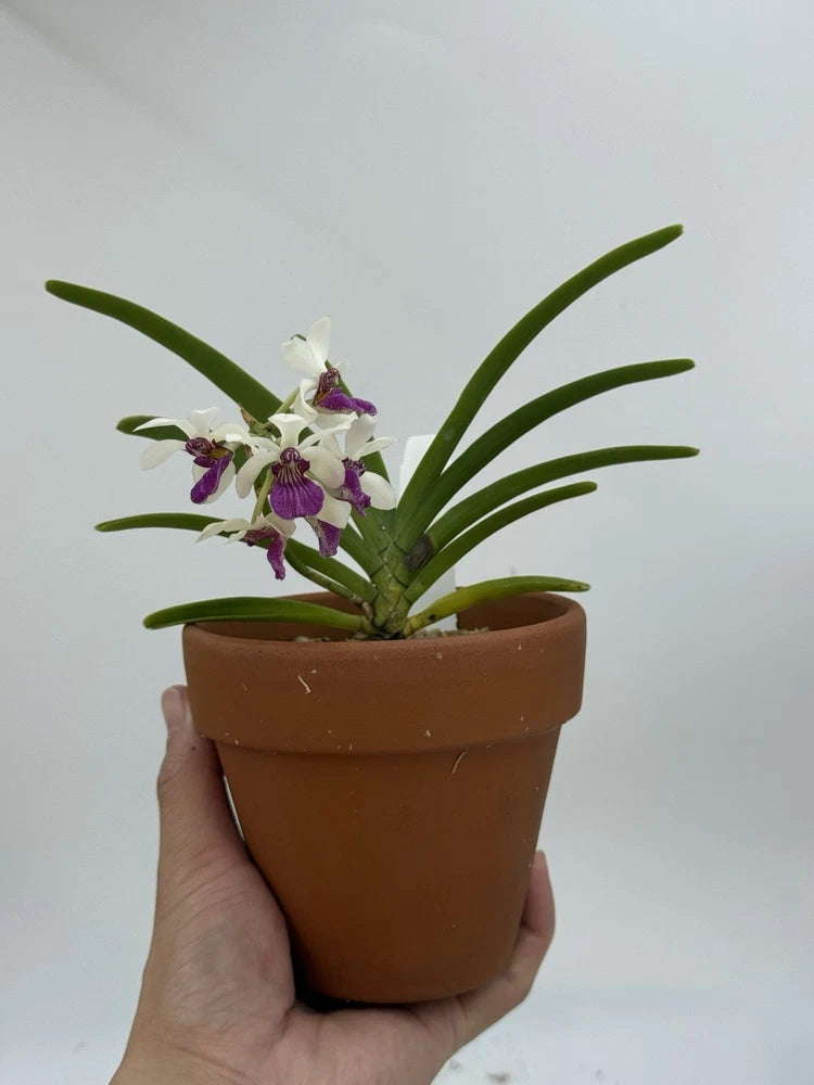 Vanda Orchid Holcostylis MS Sunlight Flowering Potted Plant Broadleaf 4-6in Orchids