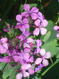 40 PURPLE MONEY PLANT SEEDS  (  LUNARIA ANNUA ) Garden Plants