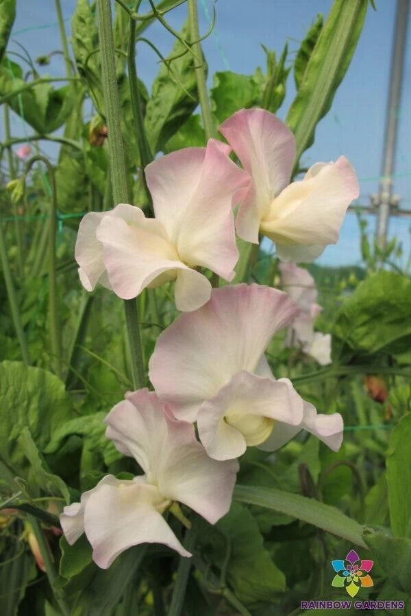 50+ Kiera Madeline Sweet Pea Seeds for Garden Planting - USA - FREE SHIPPING! Garden Plants
