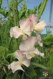 50+ Kiera Madeline Sweet Pea Seeds for Garden Planting - USA - FREE SHIPPING! Garden Plants