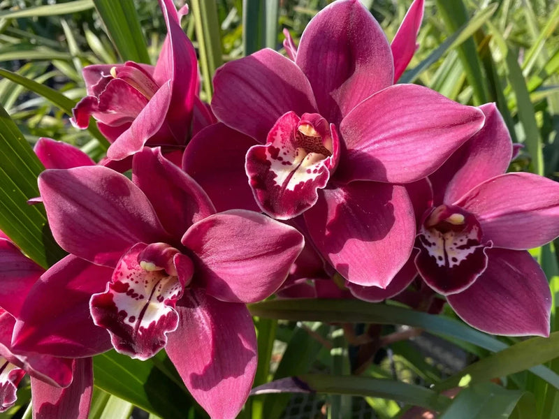 Cymbidium orchid in bloom with magenta pink petals and speckled white centers