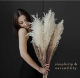 pampas grass 15 Total Stems Pampas Grass