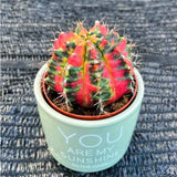 2PCS Rarecactus Succulent Plant home potted Garden beautiful  Plant 5-6cm Garden Plants