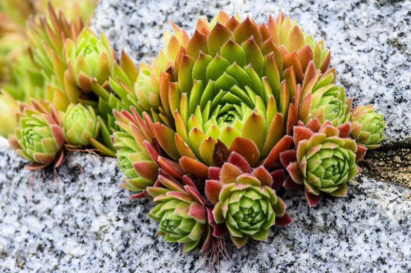 50 MOUNTAIN HOUSELEEK Hens & Chicks Sempervivum Montanum Green Red / Pink Flower Flowering Plants