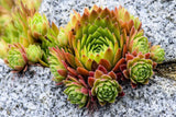 50 MOUNTAIN HOUSELEEK Hens & Chicks Sempervivum Montanum Green Red / Pink Flower Flowering Plants