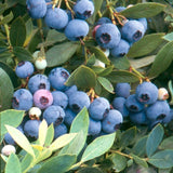 Blueberry - 'Sunshine Blue' - Vaccinium (Southern Highbush) Green Plant