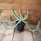 D4494 EUPHORBIA XYLACANTHA pot14-H32-W53 cm MaMa Cactus Green Plant
