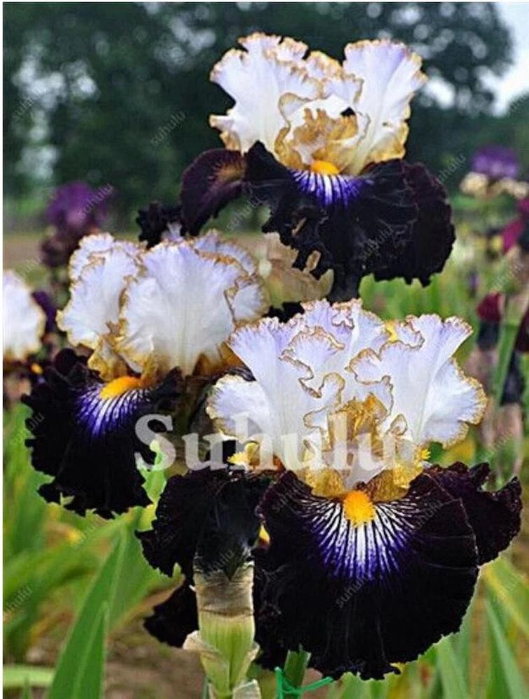 20 SEEDS for Black/White IRIS rare flower exotic bloom garden plant USA Seller Garden Plants