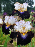 20 SEEDS for Black/White IRIS rare flower exotic bloom garden plant USA Seller Garden Plants