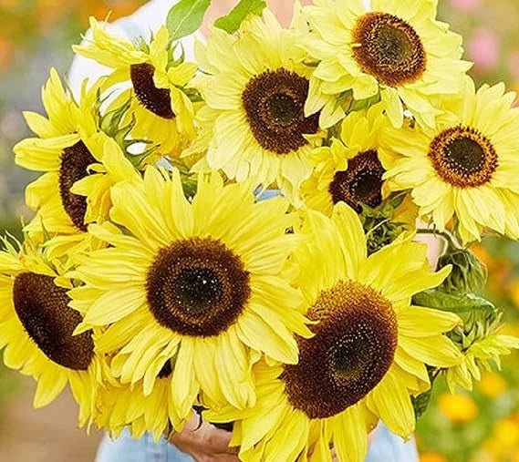 Vibrant Lemon Queen Sunflower Seeds for Planting - Heirloom Non GMO Garden Plants