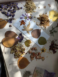 Dried Flowers Mix Or Pick 1 Type For Your Creative Work Dried Flower