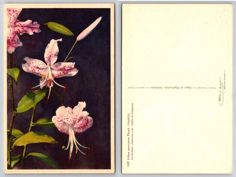 Lily illustration postcard with pink and white flowers; back shows small print and lines.