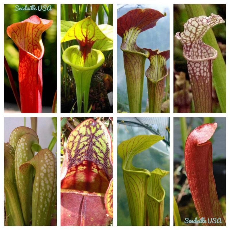 10 MIXED PITCHER PLANT Sarracenia Carnivorous Red Purple Yellow + Flower Seeds Flowering Plants