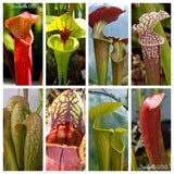 10 MIXED PITCHER PLANT Sarracenia Carnivorous Red Purple Yellow + Flower Seeds Flowering Plants