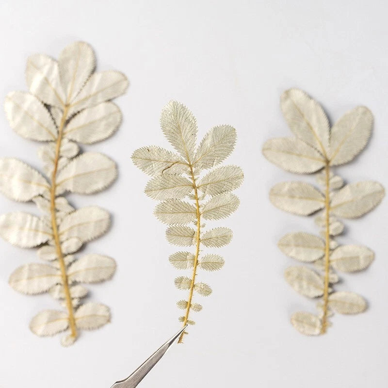 M&T 12PCS Real Pressed white leaves, floral supply leaves for art craft FSS71 Dried Flower