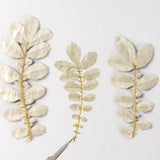 M&T 12PCS Real Pressed white leaves, floral supply leaves for art craft FSS71 Dried Flower