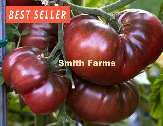 50+ Seeds Black Bison Tomato Easy Vegetable Garden Planting Edible Garden Plants
