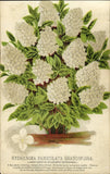 1880s COLOR BOTANICAL PRINT Hydrangea Paniculata Grandiflora Lrg Panicle Flower Hydrangea