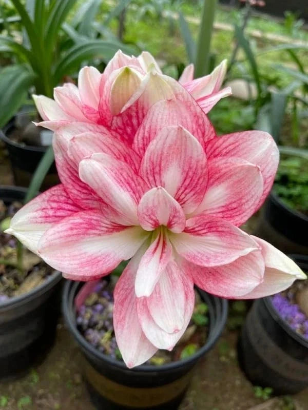 Light pink and white amaryllis lily flower with red-pink stripes