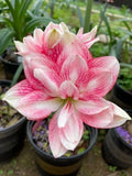 Imported Amaryllis Lily Light Pink Color Flower Bulbs For Gardening (Pack Of 2 ) Lily
