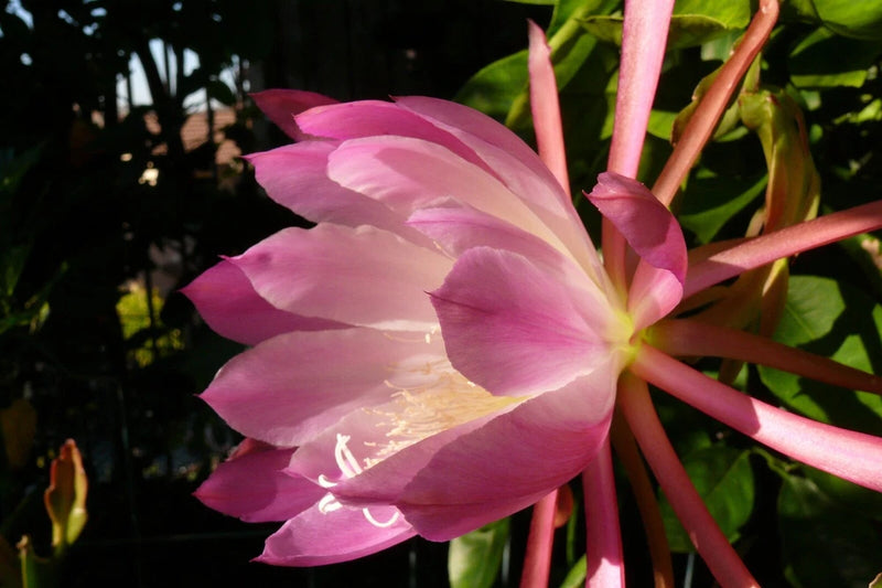 25+ FRESH SEEDS Epiphyllum Orchid Cactus NOCTURNE x TIJUANA BRASS free shipping Orchids
