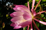 25+ FRESH SEEDS Epiphyllum Orchid Cactus NOCTURNE x TIJUANA BRASS free shipping Orchids