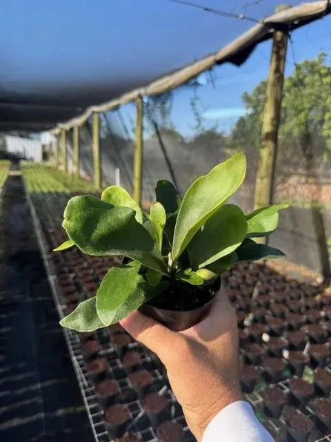 Live staghorn fern in black hanging pot with green fronds
