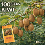 100 Kiwi Seeds Hardy Climbing Fruit Vine Garden Plant Garden Plants