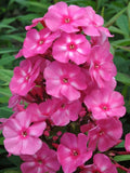 100+ Bubblegum Pink Phlox Seeds for Garden Planting - USA - FREE SHIPPING! Garden Plants