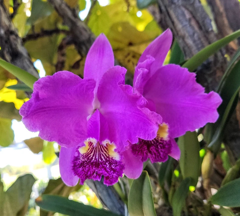 Purple Cattleya orchid with ruffled petals and magenta-yellow center