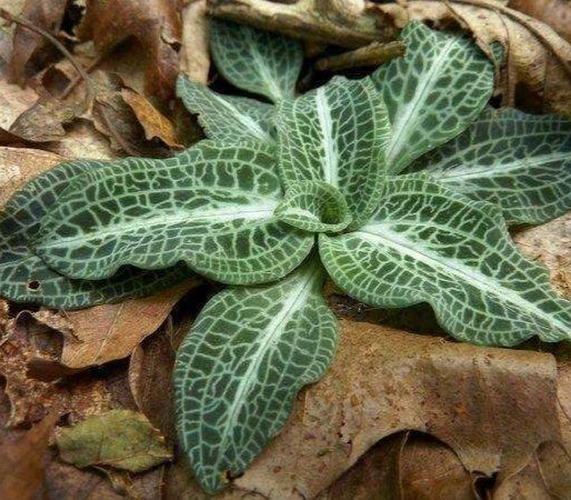 Goodyera pubescens orchid with green net-patterned leaves in a rosette