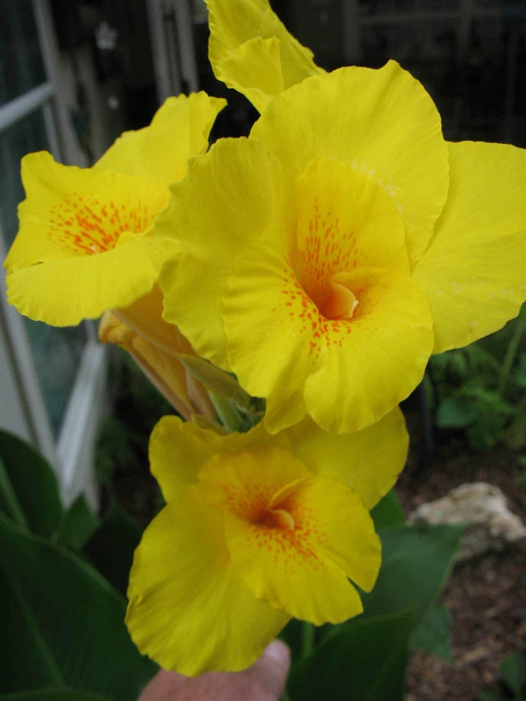 Yellow canna lily flowers with orange speckled throats, two blooms