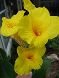12 bulbs - Cana Lilly Bulbs Yellow Cannas Orange Speckled Throat - Lot of 12 Lily