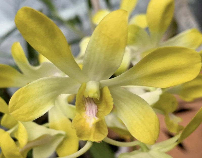 Banana Royal blooming dendrobium orchid with pale yellow petals and pink-centered lip