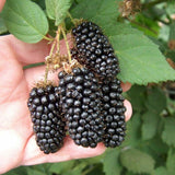 100 Pc Giant Thornless Blackberry Seeds Fruit Vegetable Seed Home Garden Plant Garden Plants