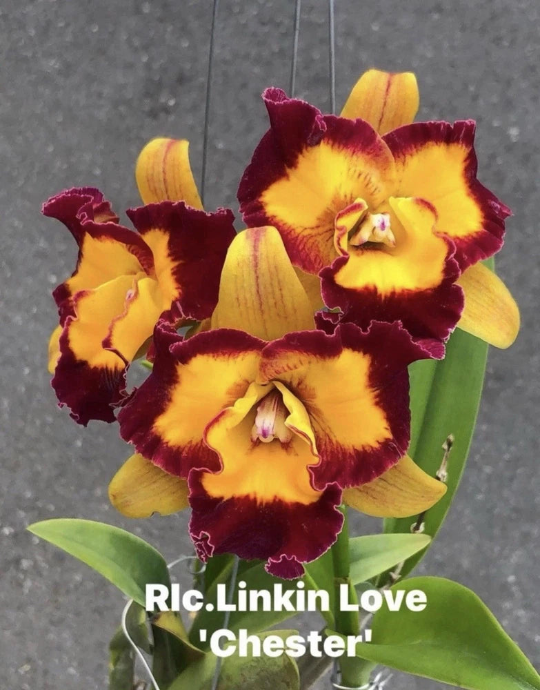 Rlc Linkin Love ÔChesterÕ Maroon Yellow Fragrant Mericlone Orchid 4Ó Seedling Orchids