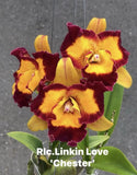 Rlc Linkin Love ÔChesterÕ Maroon Yellow Fragrant Mericlone Orchid 4Ó Seedling Orchids