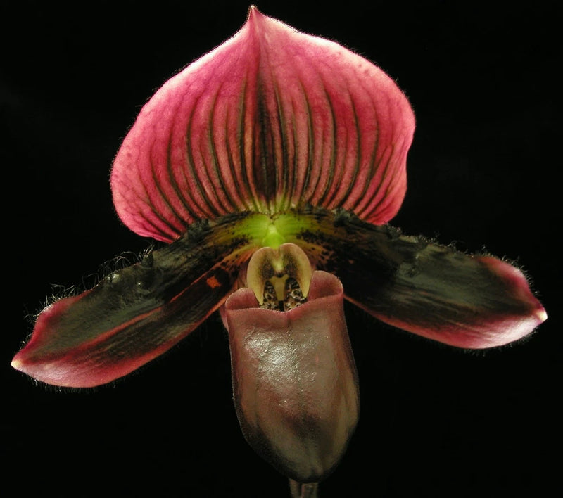 Paph__VINI-COLORED__maudiae hybrid extreme dark flower EZ hardy grower Orchids