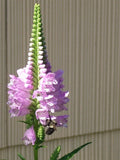 30 OBEDIENT PLANT SEEDS  ( Physostegia virginiana ) Garden Plants